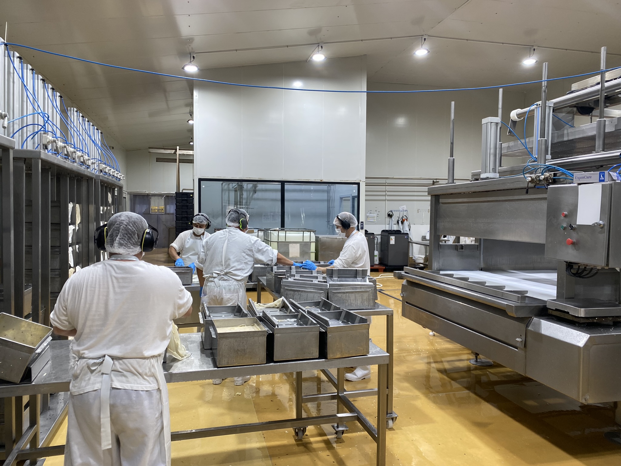 Equipo de la planta trabajando con moldes de acero en la sala de elaboración de quesos